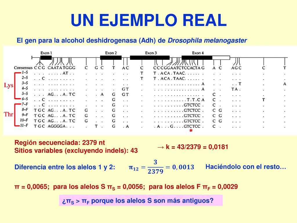 UN EJEMPLO REAL El gen para la alcohol deshidrogenasa (Adh) de Drosophila melanogaster. Región secuenciada: 2379 nt.