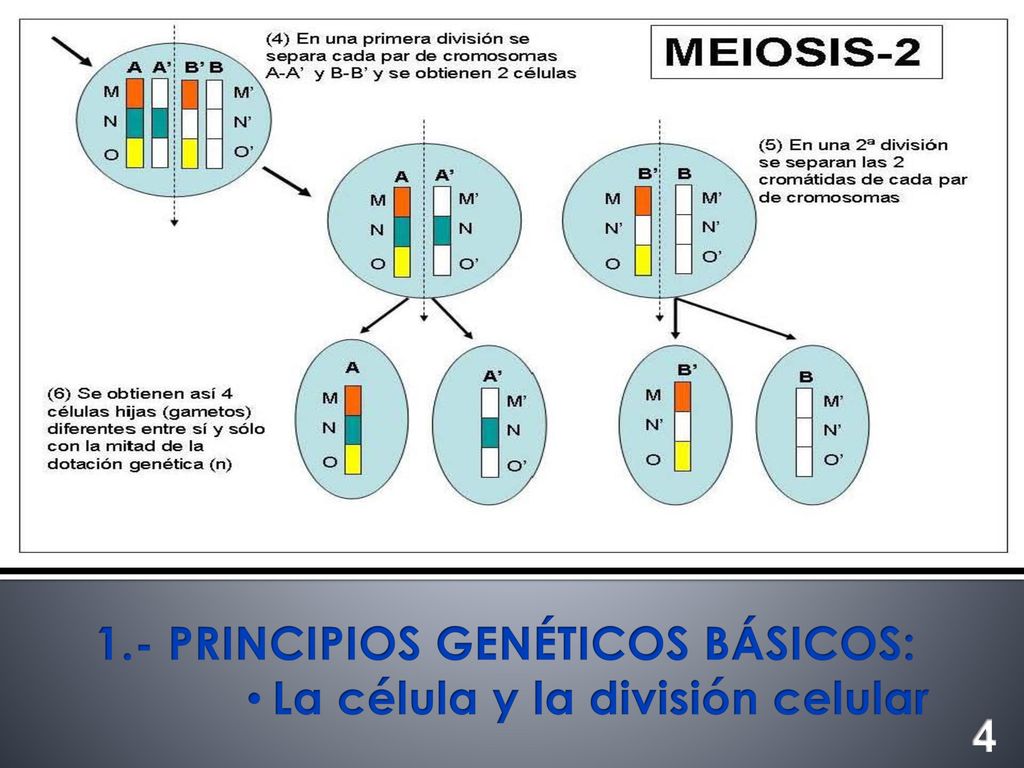 1.- PRINCIPIOS GENÉTICOS BÁSICOS: La célula y la división celular 4
