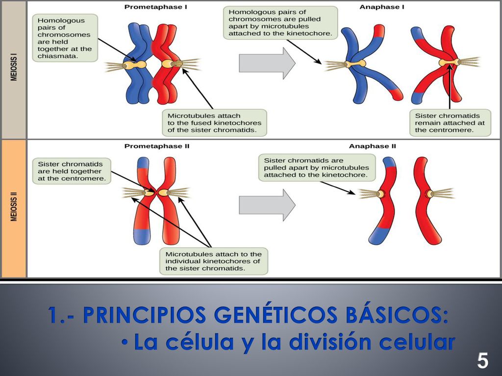 1.- PRINCIPIOS GENÉTICOS BÁSICOS: La célula y la división celular 5