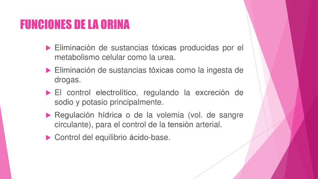 FUNCIONES DE LA ORINA Eliminación de sustancias tóxicas producidas por el metabolismo celular como la urea.