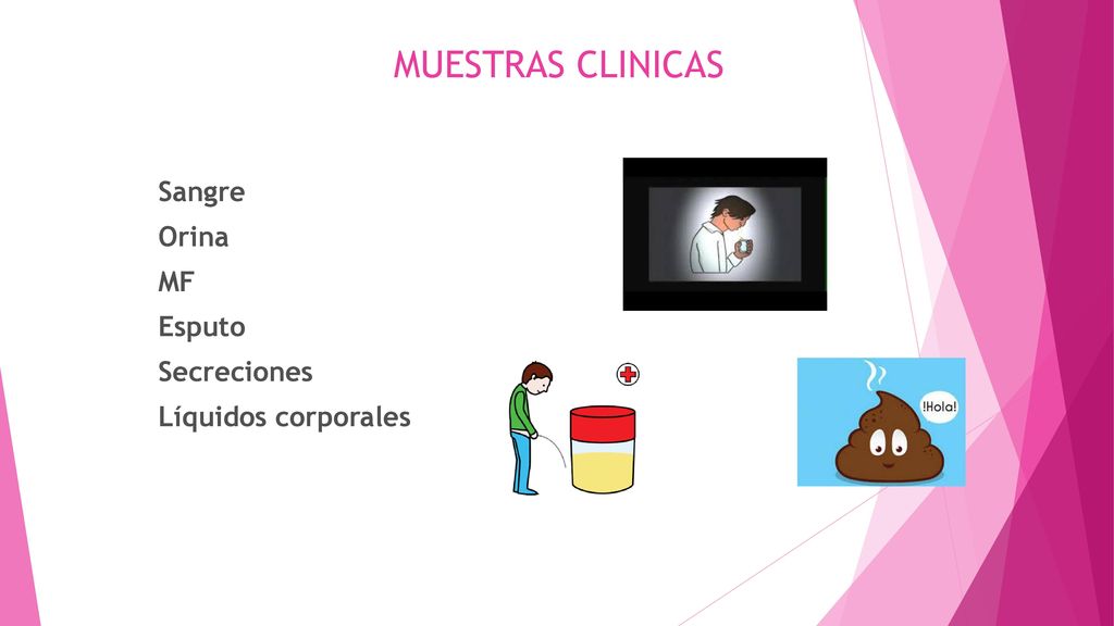 MUESTRAS CLINICAS Sangre Orina MF Esputo Secreciones Líquidos corporales