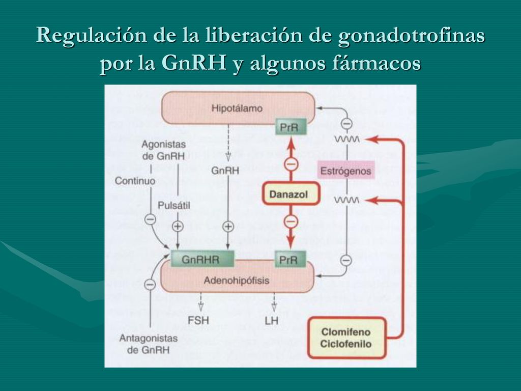Regulación de la liberación de gonadotrofinas por la GnRH y algunos fármacos