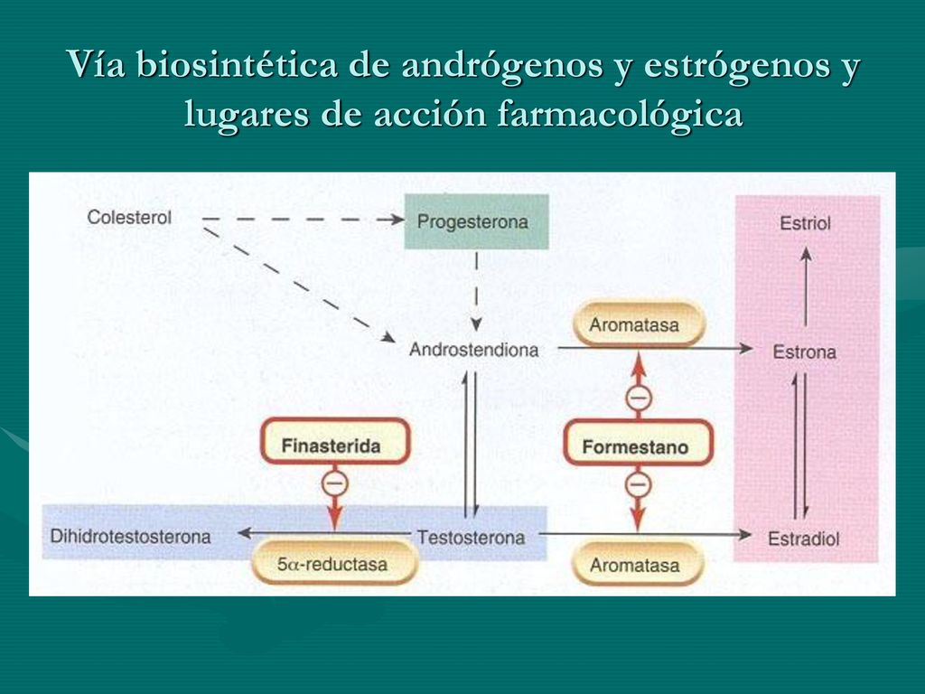 Vía biosintética de andrógenos y estrógenos y lugares de acción farmacológica