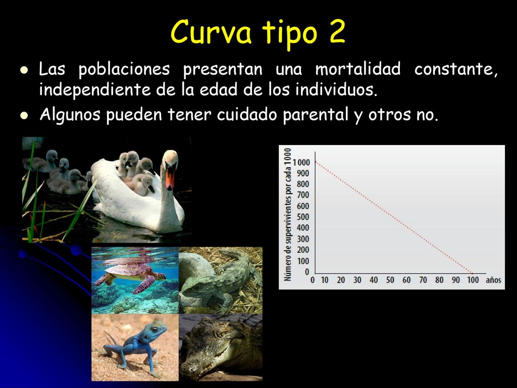 Curva tipo 2 Las poblaciones presentan una mortalidad constante, independiente de la edad de los individuos.