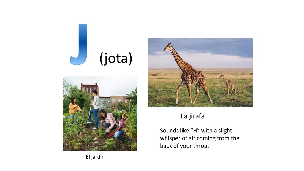 J (jota) La jirafa. Sounds like H with a slight whisper of air coming from the back of your throat.