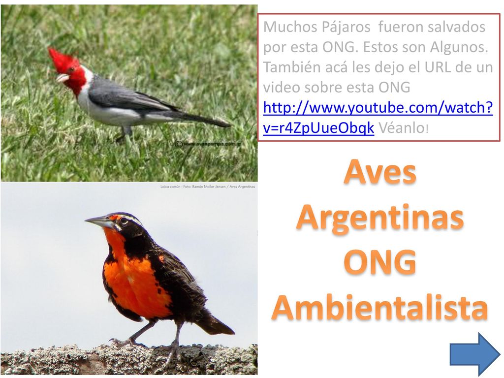 Aves Argentinas ONG Ambientalista