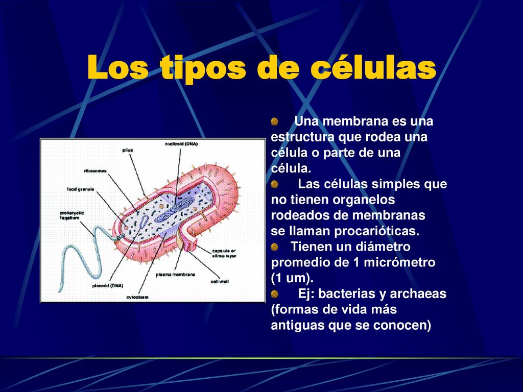 Los tipos de células Una membrana es una estructura que rodea una
