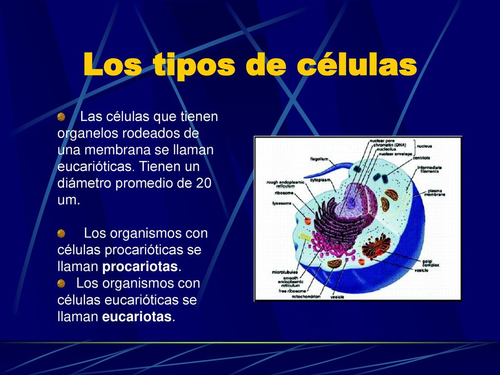 Los tipos de células Las células que tienen organelos rodeados de
