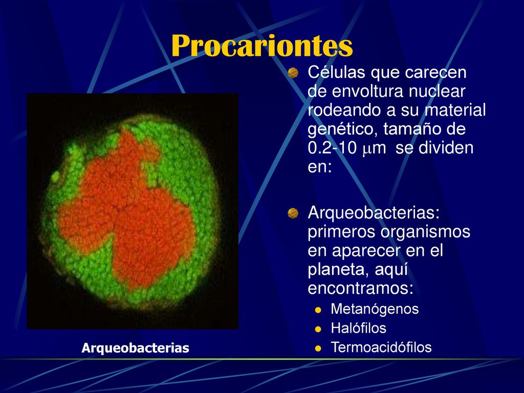 Procariontes Células que carecen de envoltura nuclear rodeando a su material genético, tamaño de mm se dividen en:
