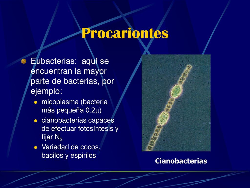 Procariontes Eubacterias: aquí se encuentran la mayor parte de bacterias, por ejemplo: micoplasma (bacteria más pequeña 0.2m)
