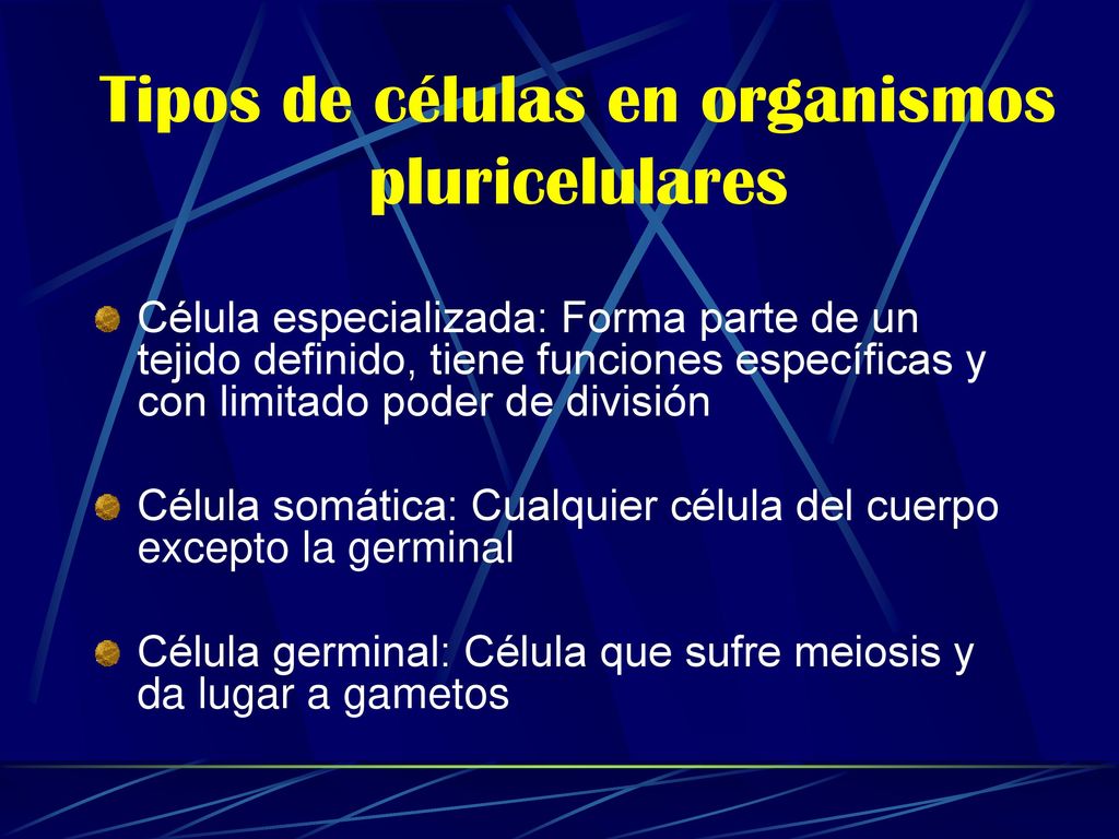Tipos de células en organismos pluricelulares