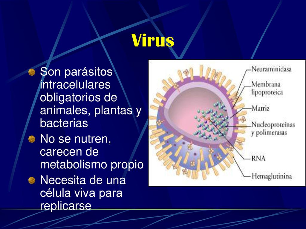 Virus Son parásitos intracelulares obligatorios de animales, plantas y bacterias. No se nutren, carecen de metabolismo propio.