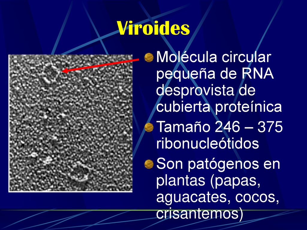 Viroides Molécula circular pequeña de RNA desprovista de cubierta proteínica. Tamaño 246 – 375 ribonucleótidos.