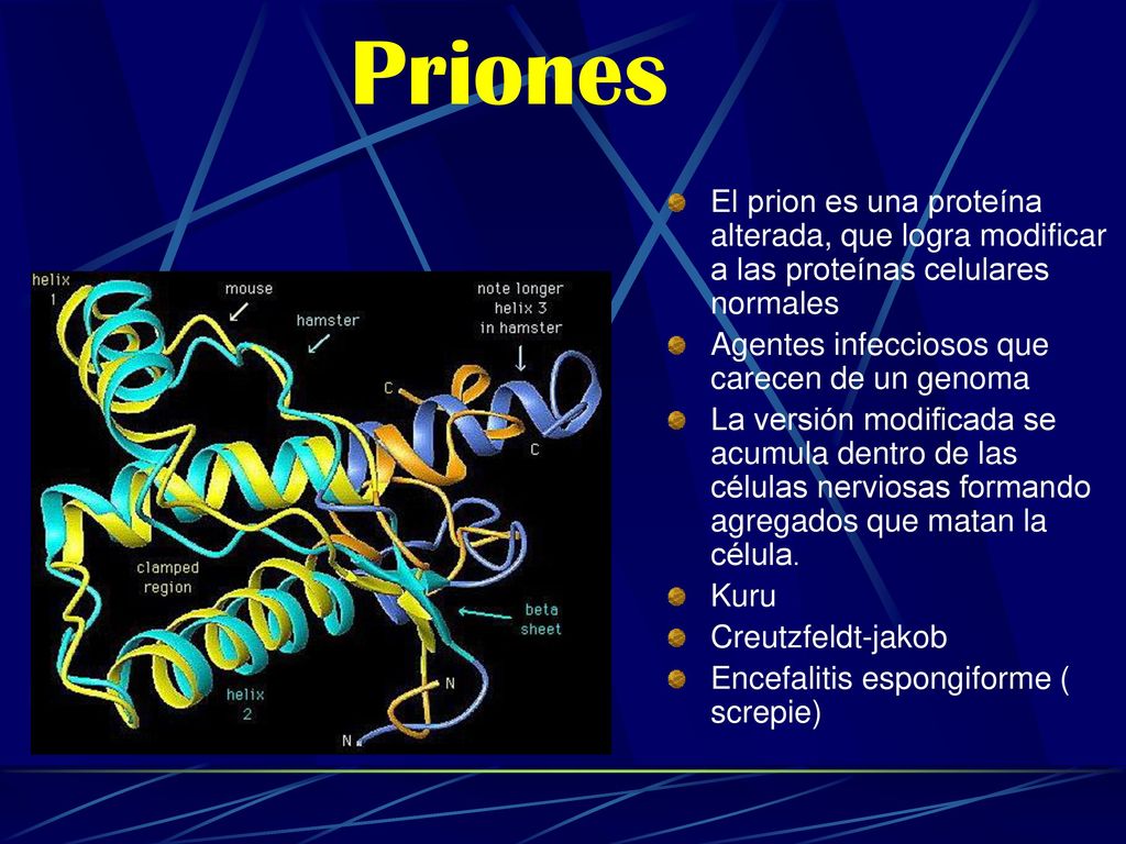Priones El prion es una proteína alterada, que logra modificar a las proteínas celulares normales. Agentes infecciosos que carecen de un genoma.