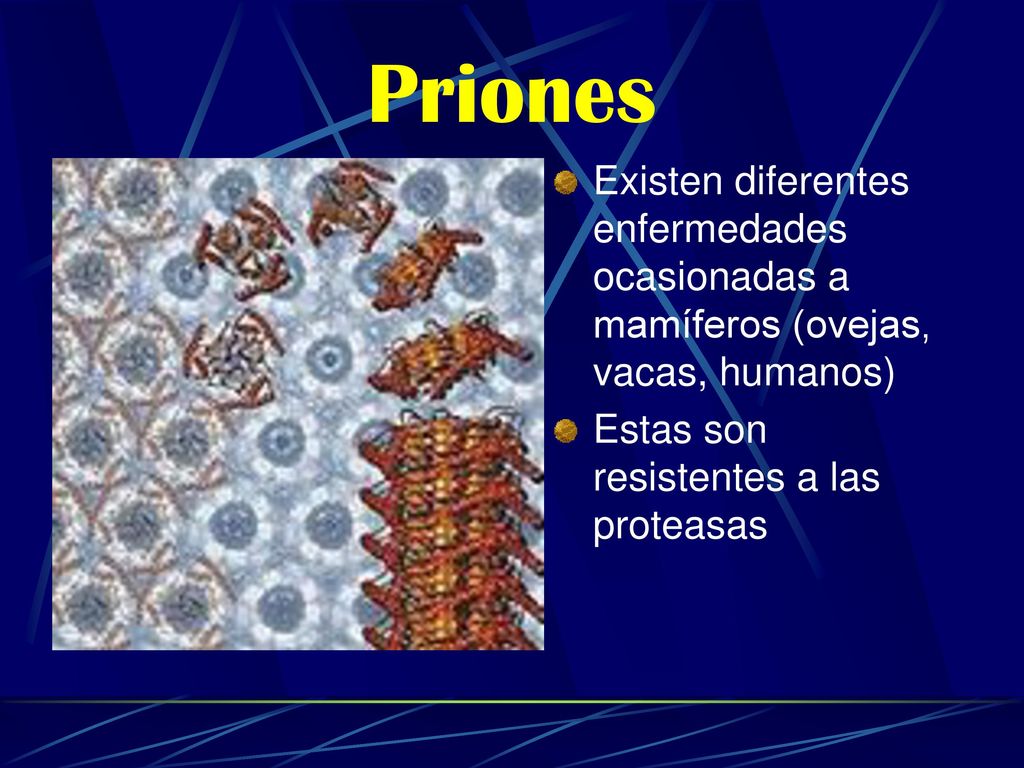 Priones Existen diferentes enfermedades ocasionadas a mamíferos (ovejas, vacas, humanos) Estas son resistentes a las proteasas.