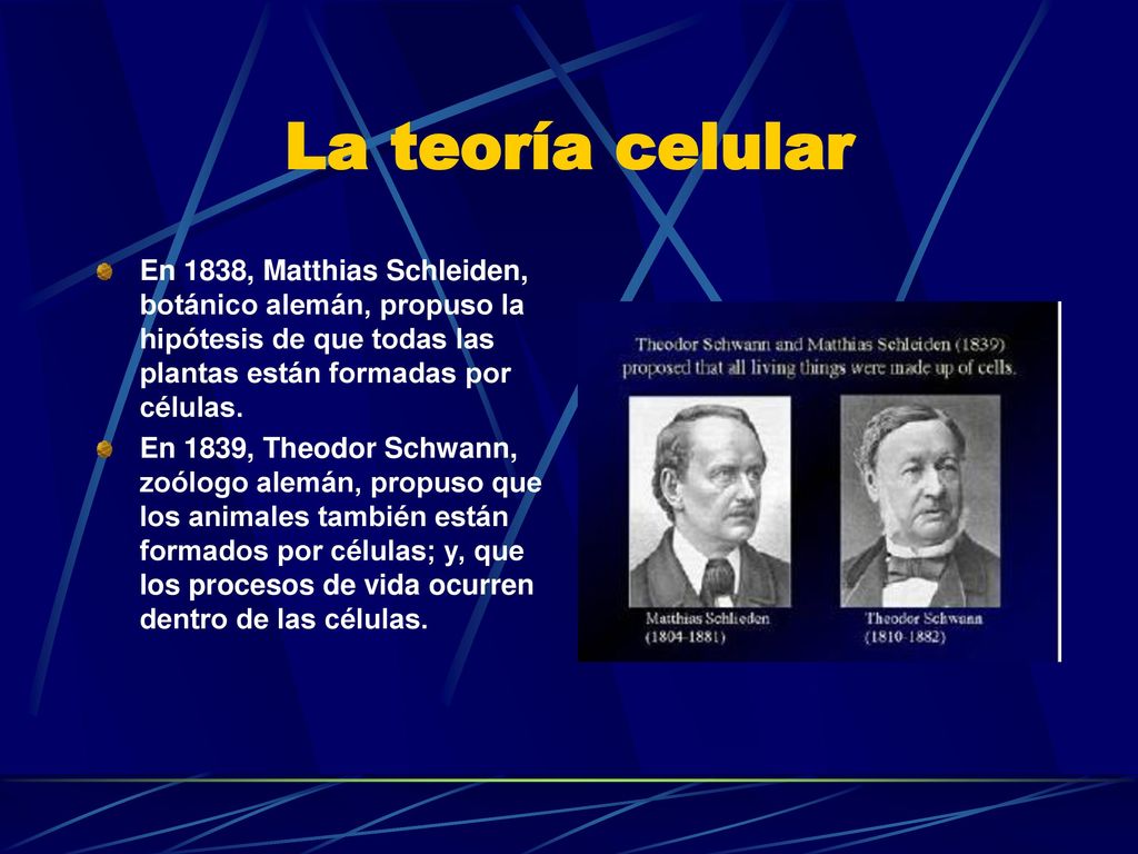 La teoría celular En 1838, Matthias Schleiden, botánico alemán, propuso la hipótesis de que todas las plantas están formadas por células.