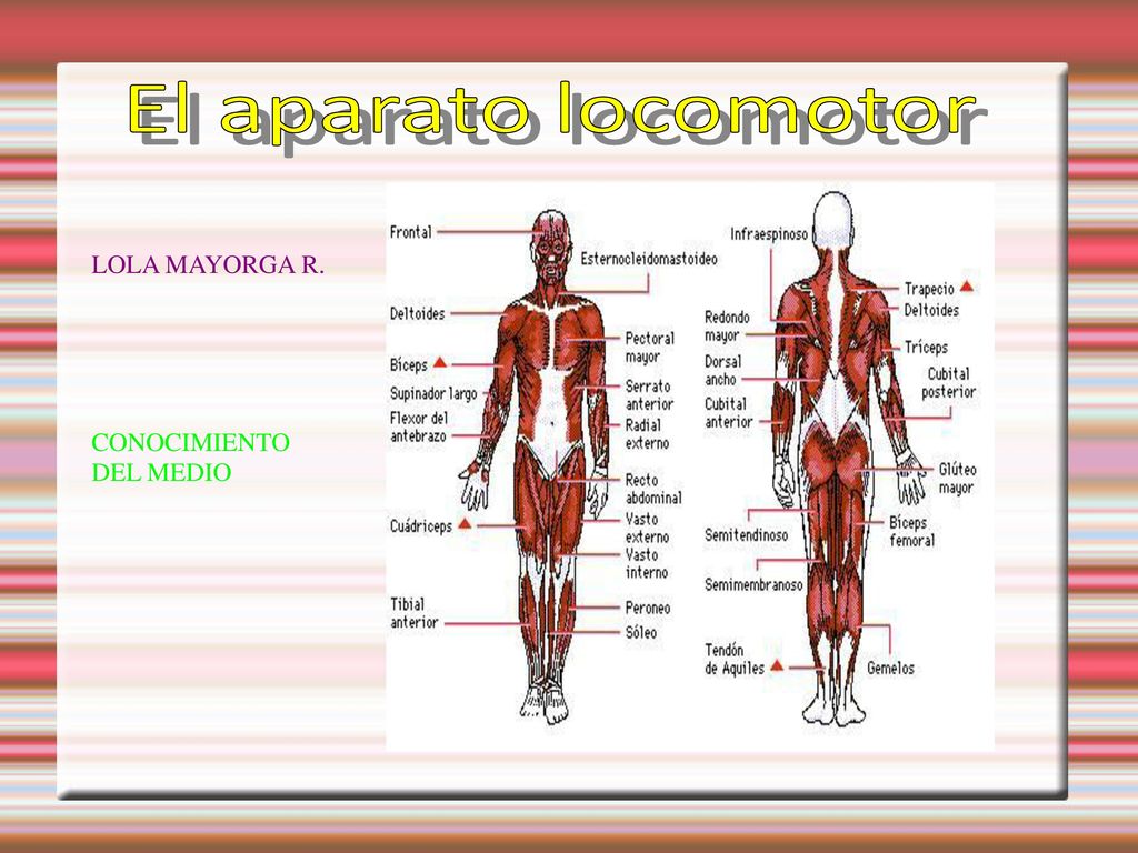 El aparato locomotor LOLA MAYORGA R. CONOCIMIENTO DEL MEDIO