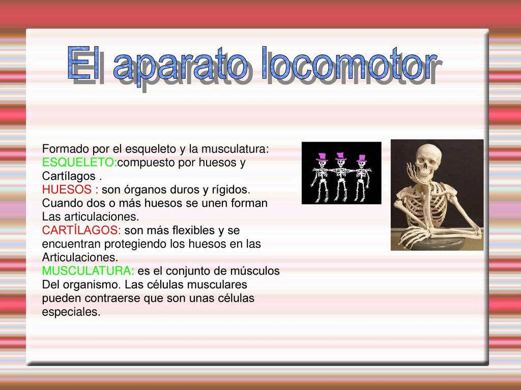 El aparato locomotor Formado por el esqueleto y la musculatura: ESQUELETO:compuesto por huesos y. Cartílagos .