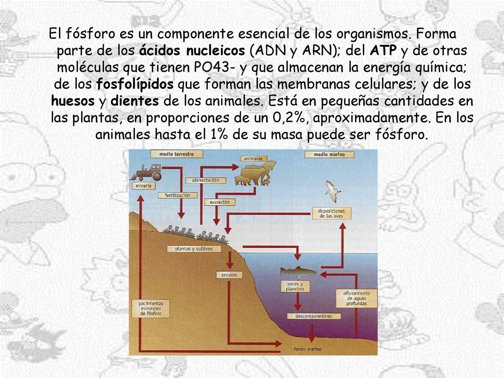 El fósforo es un componente esencial de los organismos