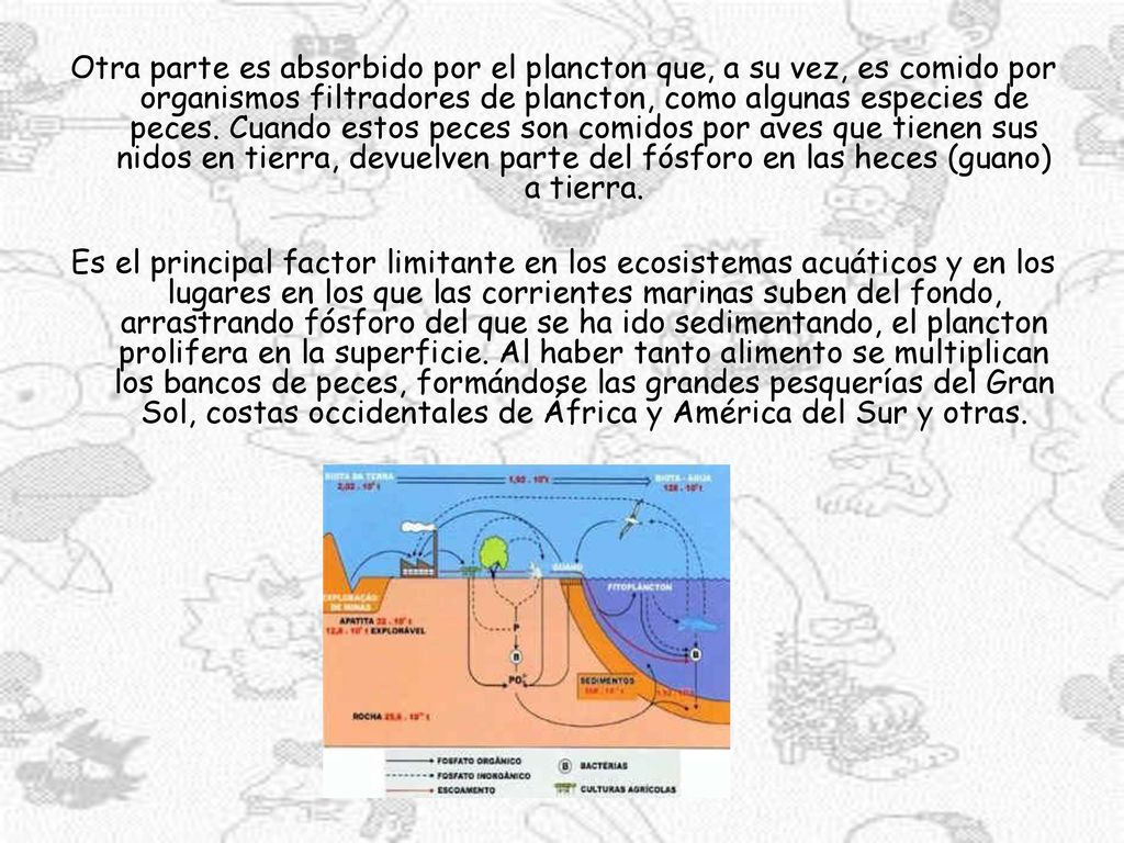 Otra parte es absorbido por el plancton que, a su vez, es comido por organismos filtradores de plancton, como algunas especies de peces. Cuando estos peces son comidos por aves que tienen sus nidos en tierra, devuelven parte del fósforo en las heces (guano) a tierra.