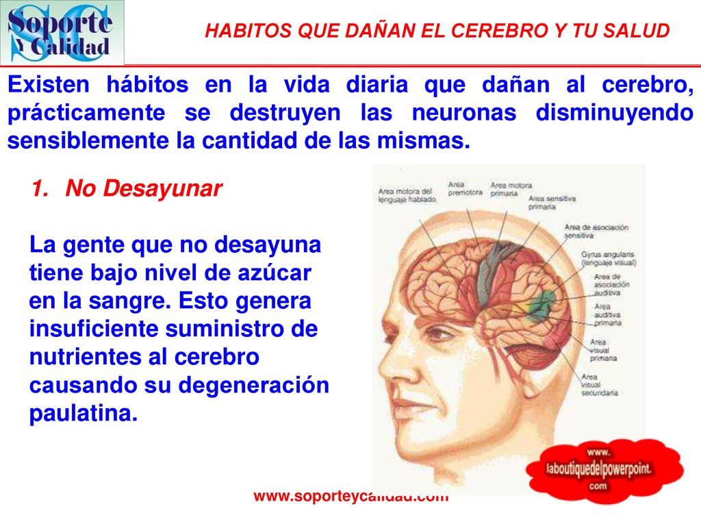 Existen hábitos en la vida diaria que dañan al cerebro, prácticamente se destruyen las neuronas disminuyendo sensiblemente la cantidad de las mismas.
