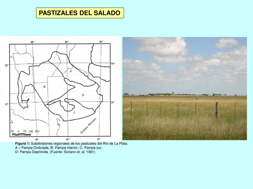 PASTIZALES DEL SALADO Figura 1: Subdivisiones regionales de los pastizales del Río de La Plata. A – Pampa Ondulada, B- Pampa interior, C- Pampa sur,