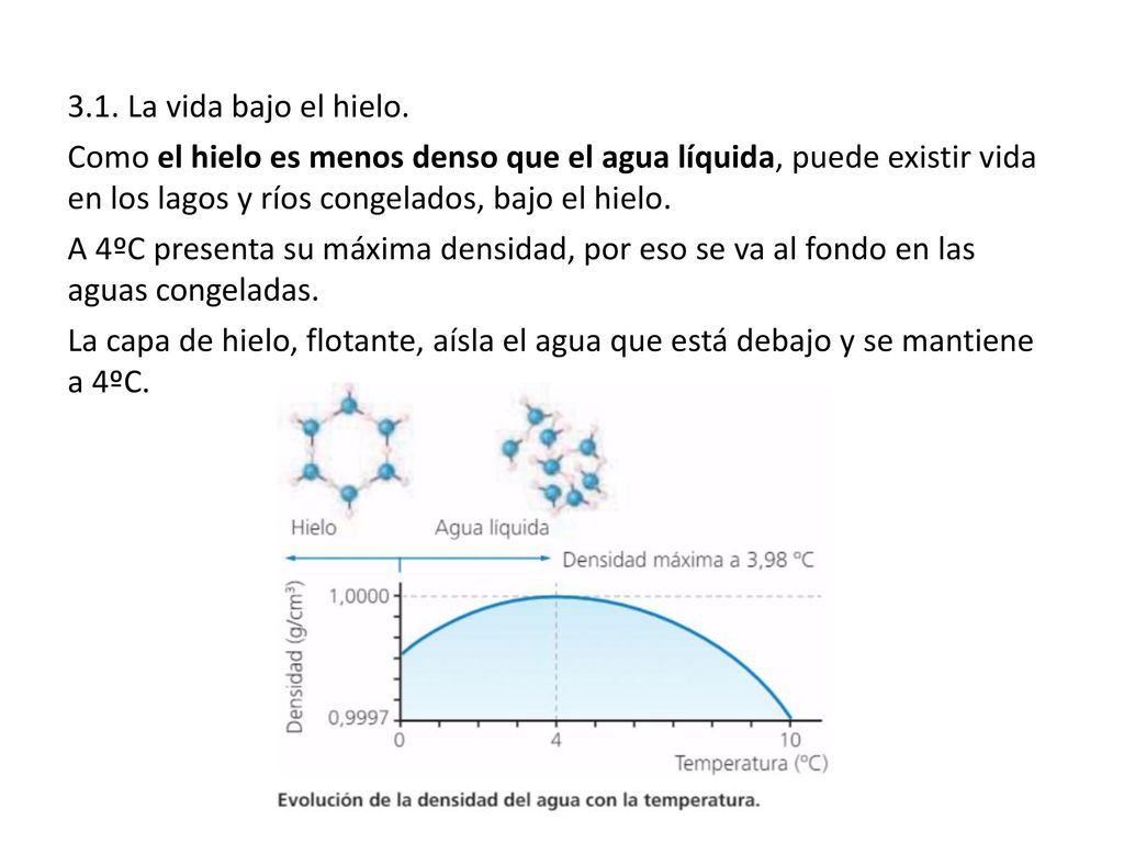 3.1. La vida bajo el hielo. Como el hielo es menos denso que el agua líquida, puede existir vida en los lagos y ríos congelados, bajo el hielo.