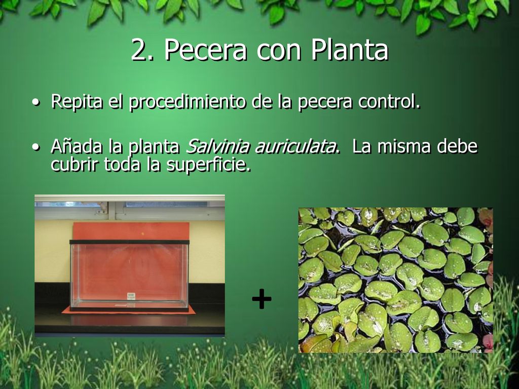 + 2. Pecera con Planta Repita el procedimiento de la pecera control.
