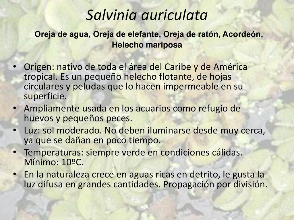 Salvinia auriculata Oreja de agua, Oreja de elefante, Oreja de ratón, Acordeón, Helecho mariposa