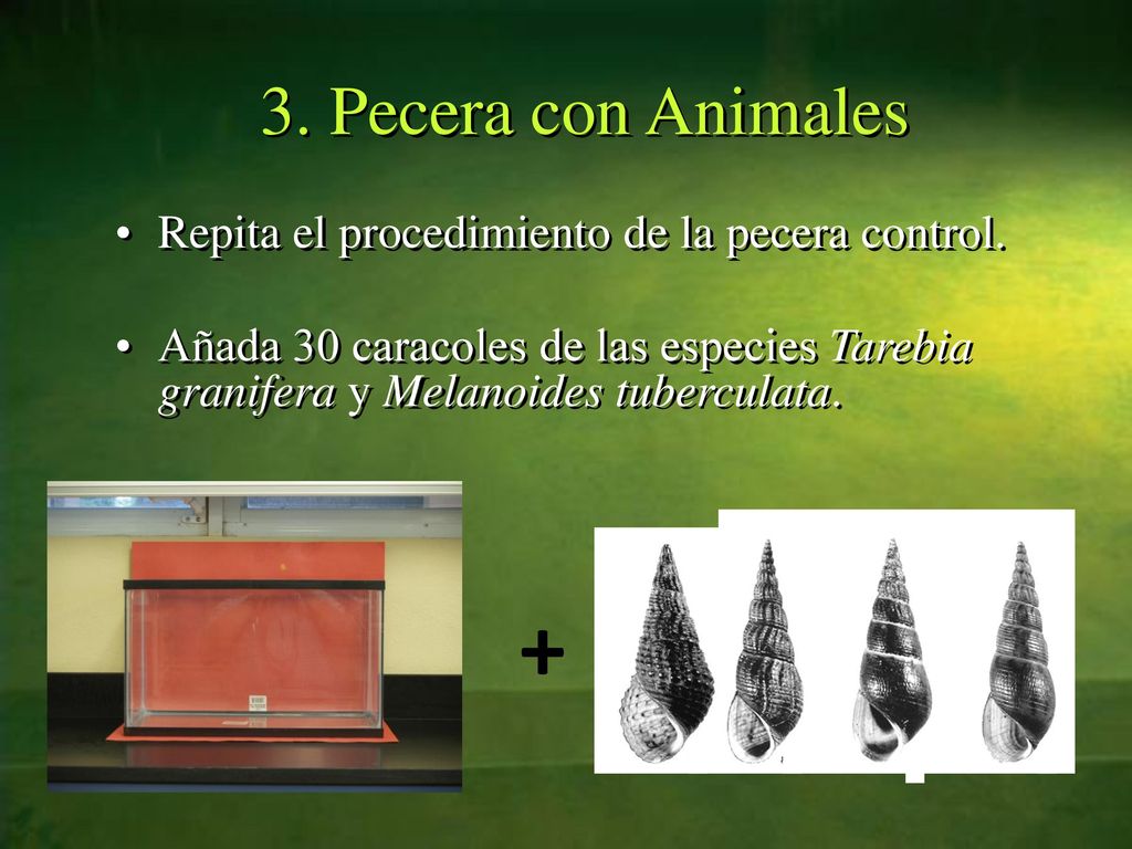 + 3. Pecera con Animales Repita el procedimiento de la pecera control.