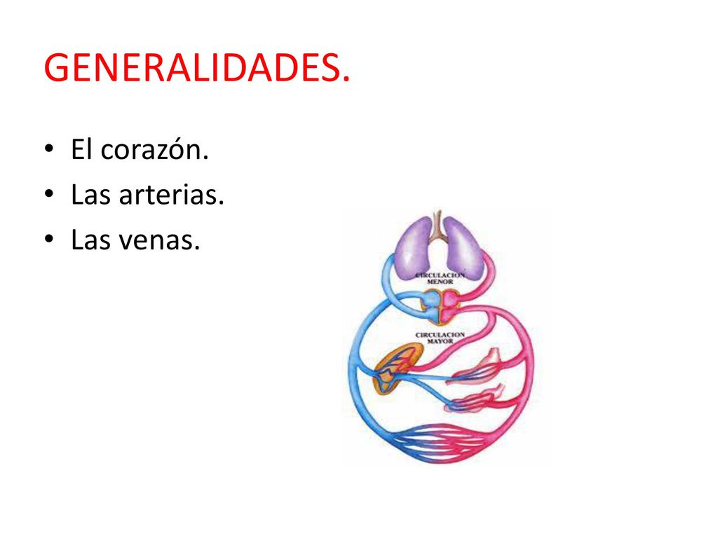 GENERALIDADES. El corazón. Las arterias. Las venas.