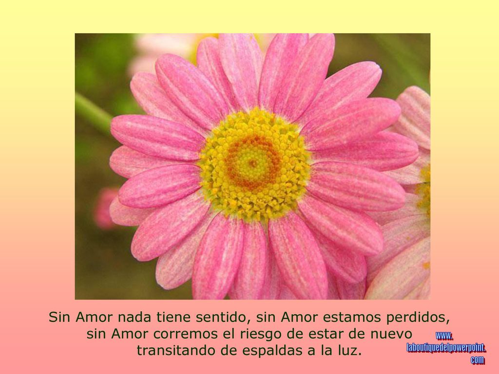 Sin Amor nada tiene sentido, sin Amor estamos perdidos, sin Amor corremos el riesgo de estar de nuevo transitando de espaldas a la luz.
