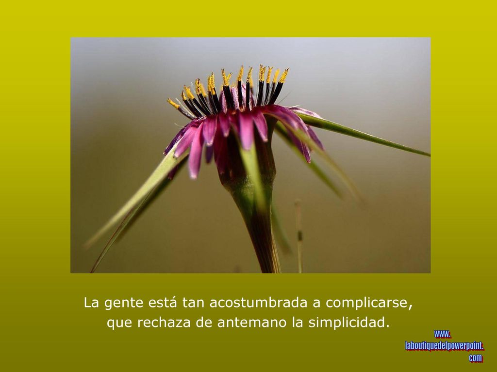 La gente está tan acostumbrada a complicarse, que rechaza de antemano la simplicidad.