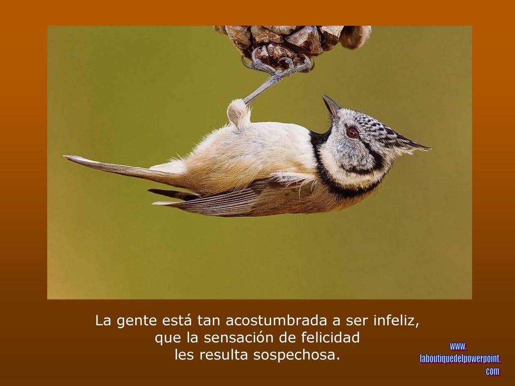 La gente está tan acostumbrada a ser infeliz, que la sensación de felicidad les resulta sospechosa.