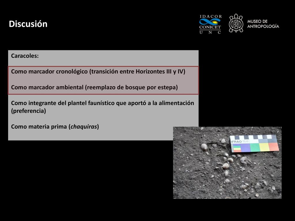 Discusión Caracoles: Como marcador cronológico (transición entre Horizontes III y IV) Como marcador ambiental (reemplazo de bosque por estepa)