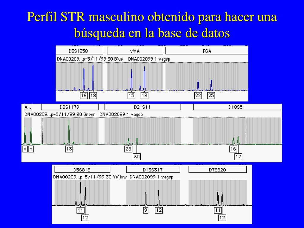 Perfil STR masculino obtenido para hacer una búsqueda en la base de datos