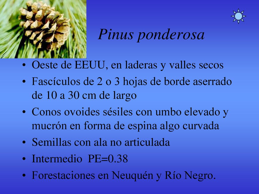 Pinus ponderosa Oeste de EEUU, en laderas y valles secos