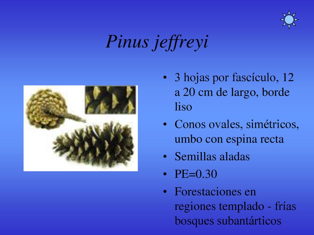 Pinus jeffreyi 3 hojas por fascículo, 12 a 20 cm de largo, borde liso