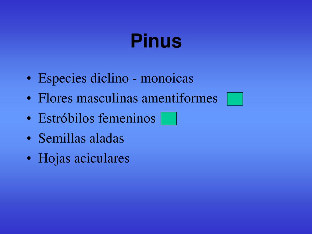 Pinus Especies diclino - monoicas Flores masculinas amentiformes