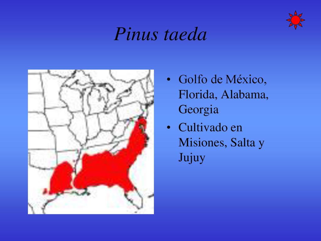 Pinus taeda Golfo de México, Florida, Alabama, Georgia