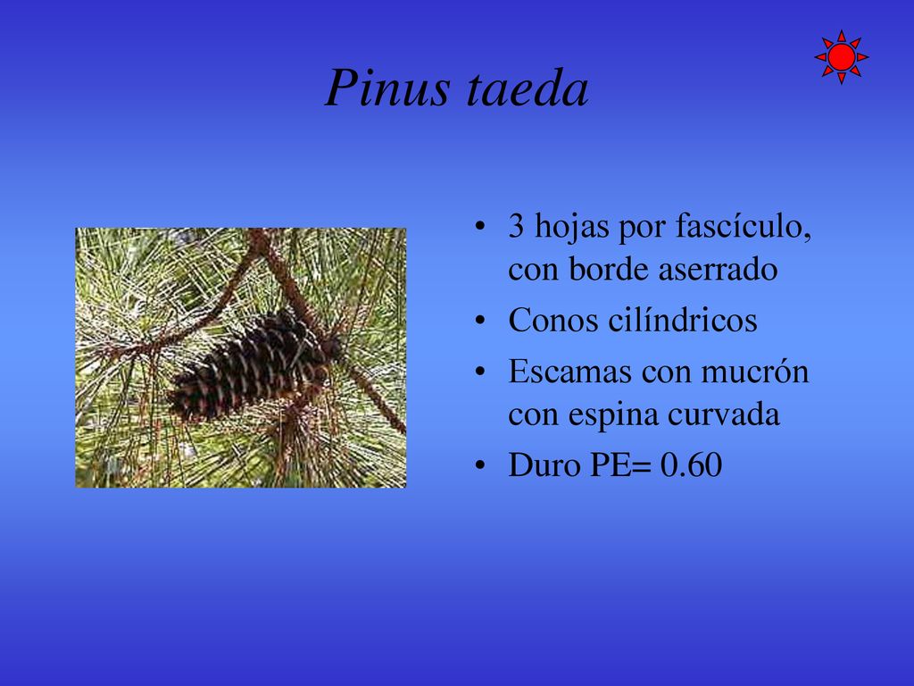 Pinus taeda 3 hojas por fascículo, con borde aserrado