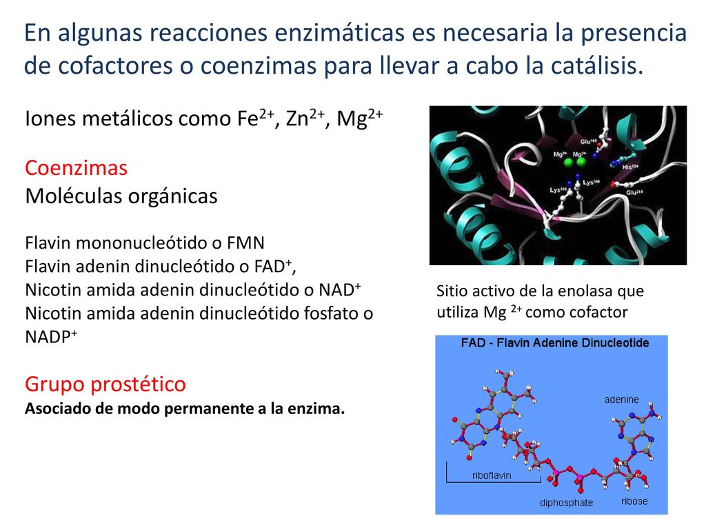 En algunas reacciones enzimáticas es necesaria la presencia de cofactores o coenzimas para llevar a cabo la catálisis.