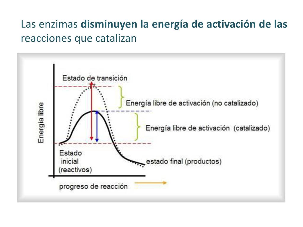 Las enzimas disminuyen la energía de activación de las reacciones que catalizan