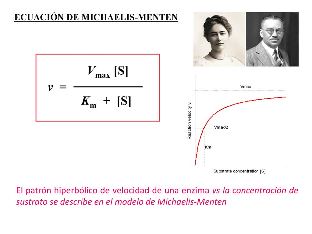 El patrón hiperbólico de velocidad de una enzima vs la concentración de sustrato se describe en el modelo de Michaelis-Menten