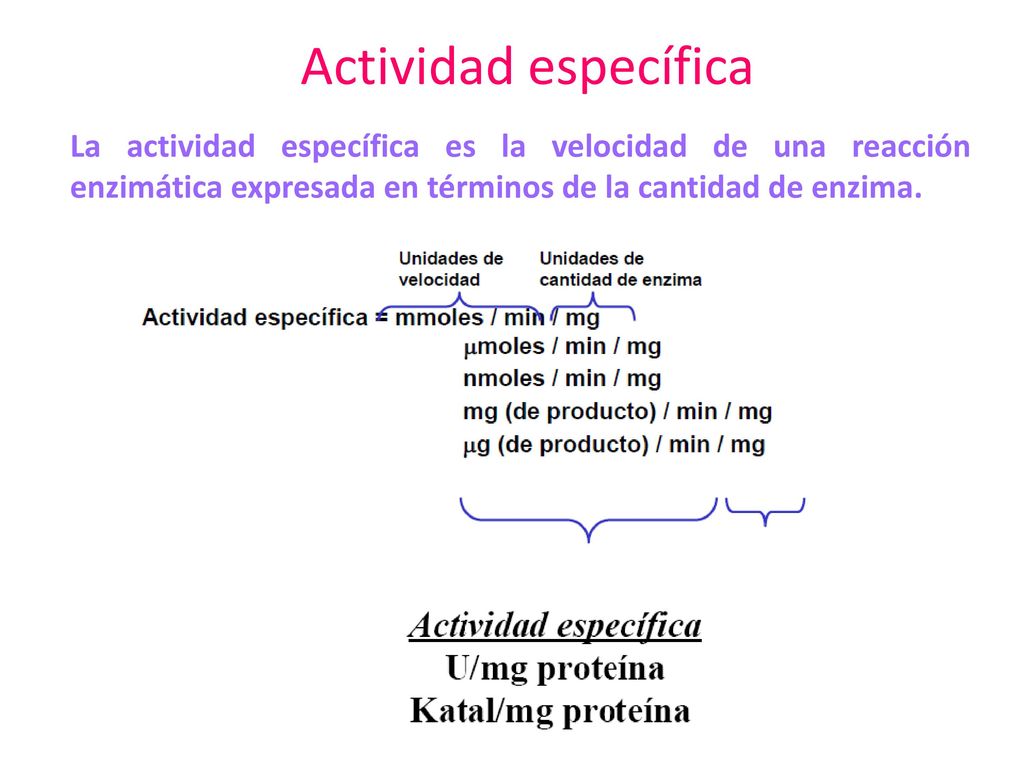 Actividad específica La actividad específica es la velocidad de una reacción enzimática expresada en términos de la cantidad de enzima.