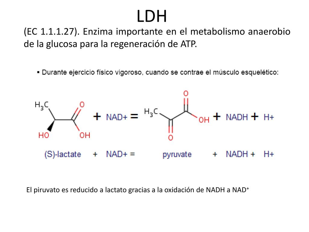 LDH (EC ). Enzima importante en el metabolismo anaerobio de la glucosa para la regeneración de ATP.