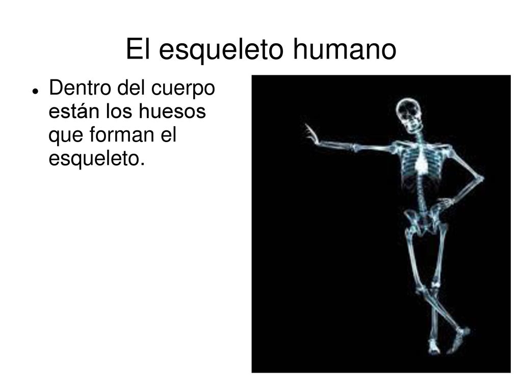 El esqueleto humano Dentro del cuerpo están los huesos que forman el esqueleto.