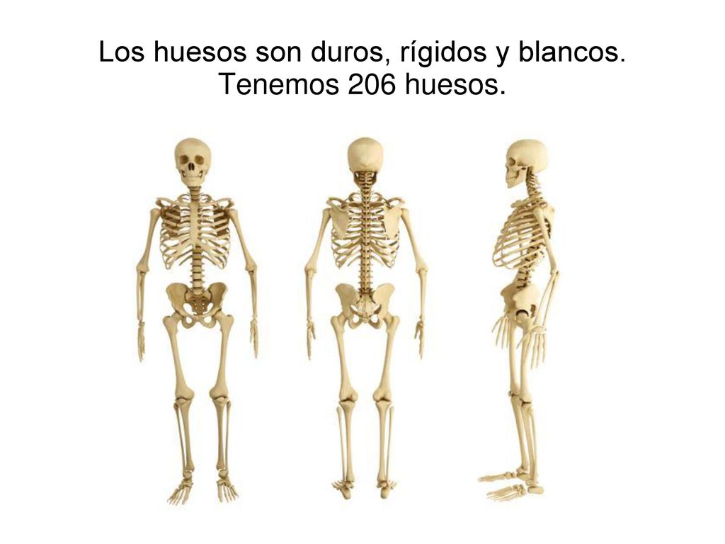 Los huesos son duros, rígidos y blancos. Tenemos 206 huesos.