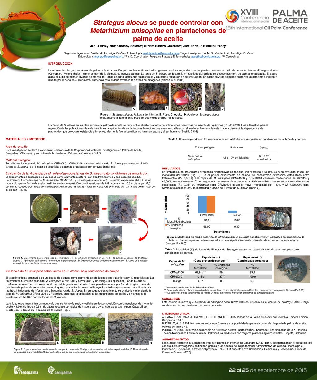 Strategus aloeus se puede controlar con Metarhizium anisopliae en plantaciones de palma de aceite