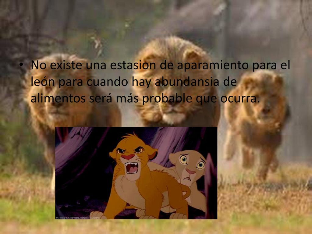 No existe una estasion de aparamiento para el león para cuando hay abundansia de alimentos será más probable que ocurra.